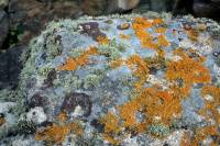 Lichens sur rocher